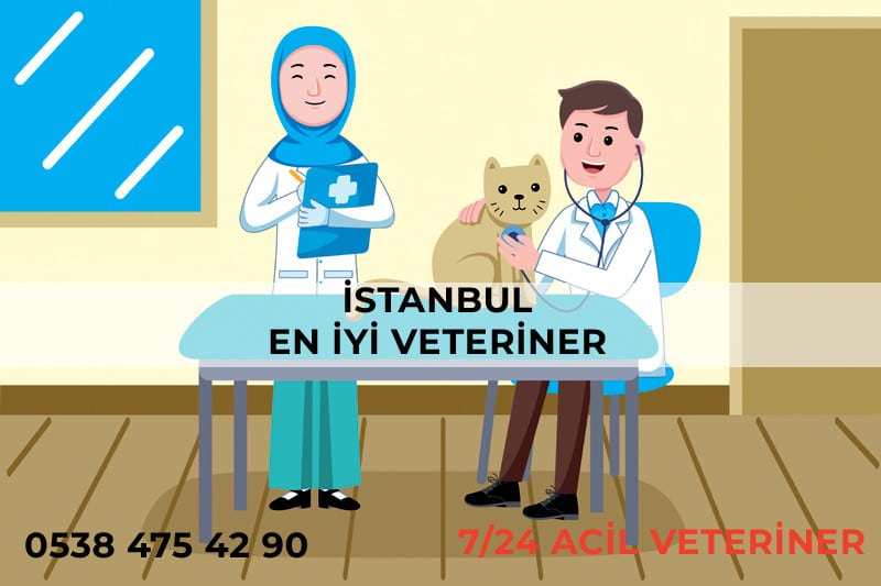 En İyi Veteriner 1 İstanbul'daki En İyi Veteriner Klinik Patikaya