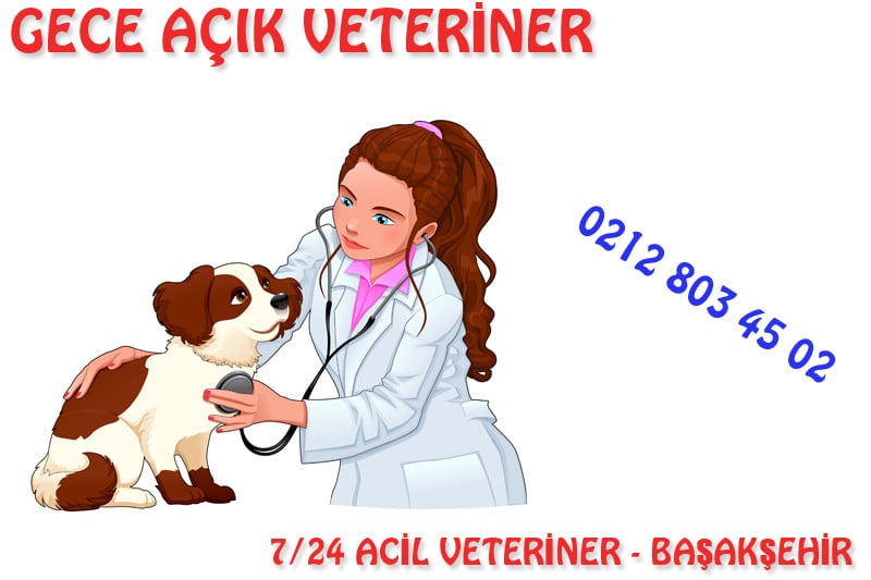 Gece Açık Veteriner 2 7/24 Gece Açık Veteriner Patikaya