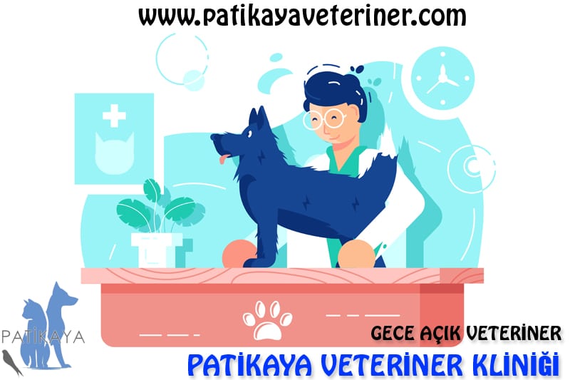Gece Açık Veteriner 4 Başakşehir Gece Açık Veteriner Patikaya