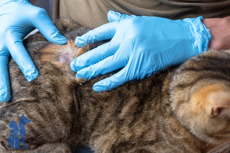 Kedilerde Tenya Belirtileri ve Tedavisi - Gece Açık Veteriner Patikaya