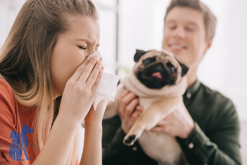 Köpek Nezlesi Belirtileri ve Tedavi Seçenekleri 2 Köpek Nezlesi Belirtileri ve Tedavi Seçenekleri