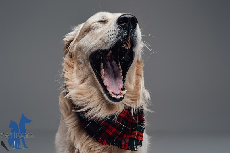 Köpek Nezlesi Belirtileri ve Tedavi Seçenekleri 3 Köpek Nezlesi Belirtileri ve Tedavi Seçenekleri