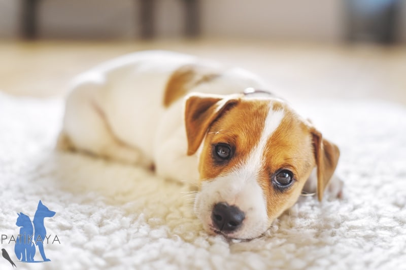 Köpek Nezlesi Belirtileri ve Tedavi Seçenekleri