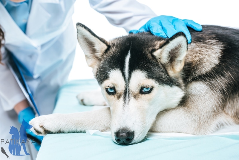 Köpeklerde Hastalık Belirtileri 2 Köpeklerde Hastalık Belirtileri