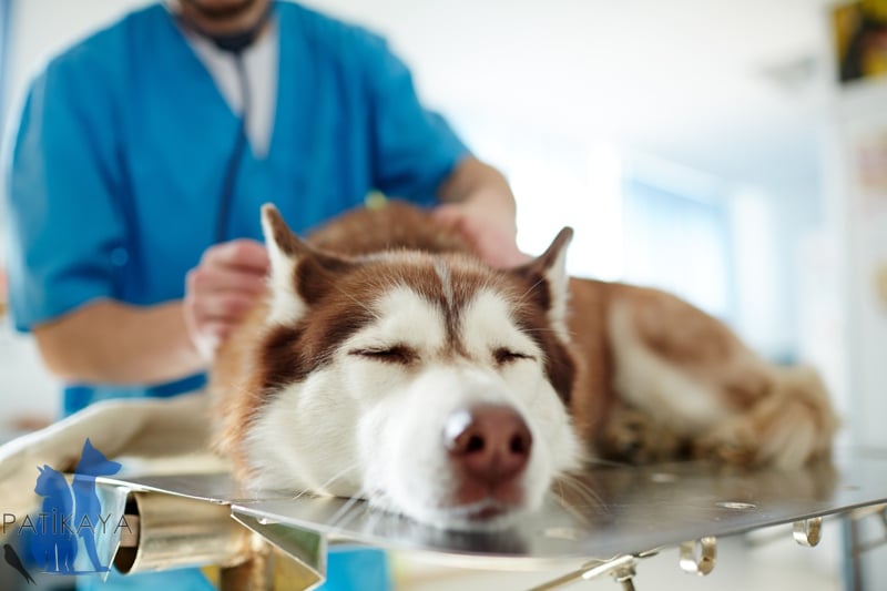 Köpeklerde Hastalık Belirtileri 3 Köpek Hastalık Belirtileri
