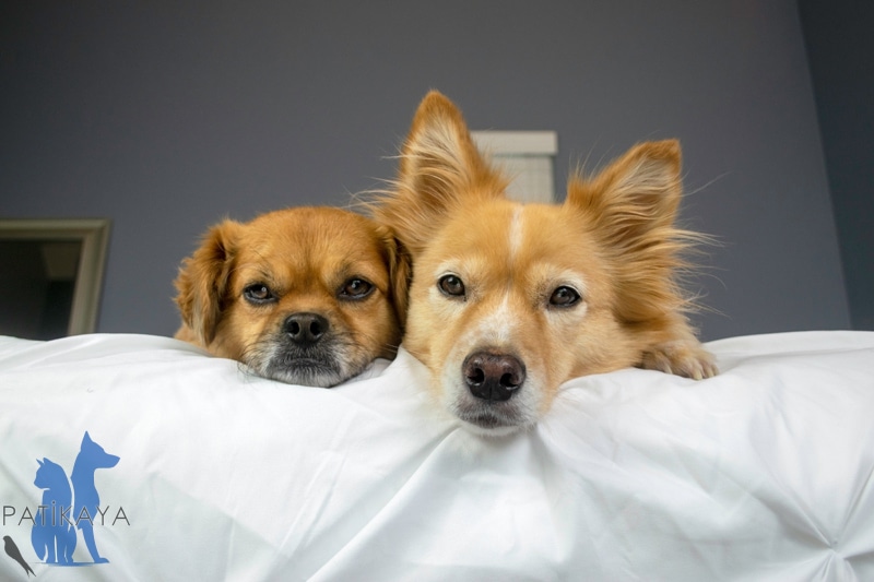 Köpeklerde Hastalık Belirtileri 1 Köpeklerde Hastalık Belirtileri