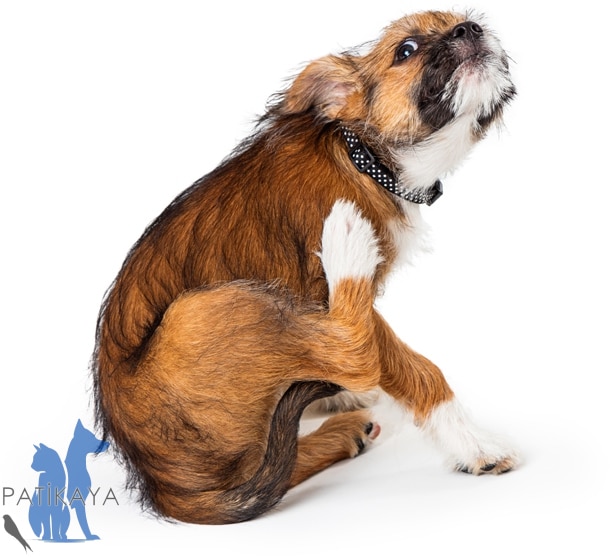 Köpeklerde Kaşınma Nedenleri 2 Köpeklerde Kaşınma Nedenleri ve Tedavisi - Patikaya Veteriner 0538 475 42 90