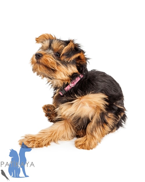 Köpeklerde Kaşınma Nedenleri ve Tedavisi - Patikaya Veteriner 0538 475 42 90