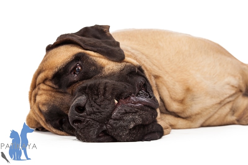Köpeklerde Uykusuzluk Nedenleri Nelerdir?