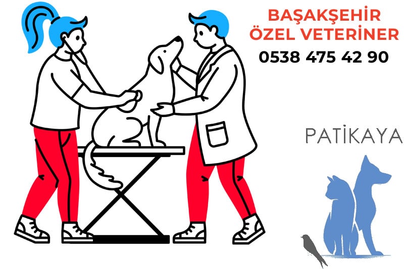 Hayvan Severlerin Tercihi: Patikaya Veteriner 1 7 24 Açık Özel Veteriner Kliniği Patikaya 0538 475 42 90