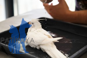 Acil Kuş Veterineri Patikaya Dostlarınız İçin Hayati Anlarda Ne Yapmalısınız?