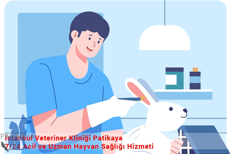 İstanbul Veteriner Kliniği Patikaya – 7/24 Acil ve Uzman Hayvan Sağlığı Hizmeti 2 İstanbul Veteriner Kliniği Patikaya – 7/24 Acil ve Uzman Hayvan Sağlığı Hizmeti