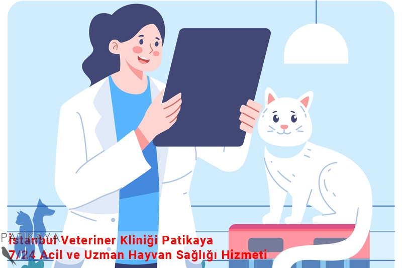 İstanbul Veteriner Kliniği Patikaya – 7/24 Acil ve Uzman Hayvan Sağlığı Hizmeti 3 İstanbul Veteriner Kliniği Patikaya – 7/24 Acil ve Uzman Hayvan Sağlığı Hizmeti