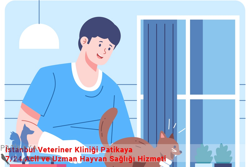 İstanbul Veteriner Kliniği Patikaya – 7/24 Acil ve Uzman Hayvan Sağlığı Hizmeti 4 İstanbul Veteriner Kliniği Patikaya – 7/24 Acil ve Uzman Hayvan Sağlığı Hizmeti