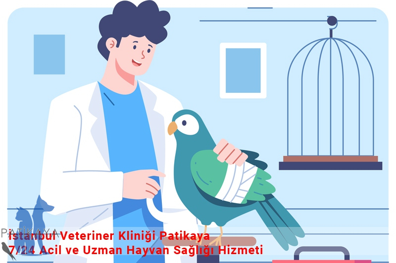 İstanbul Veteriner Kliniği Patikaya – 7/24 Acil ve Uzman Hayvan Sağlığı Hizmeti 1 İstanbul Veteriner Kliniği Patikaya – 7/24 Acil ve Uzman Hayvan Sağlığı Hizmeti