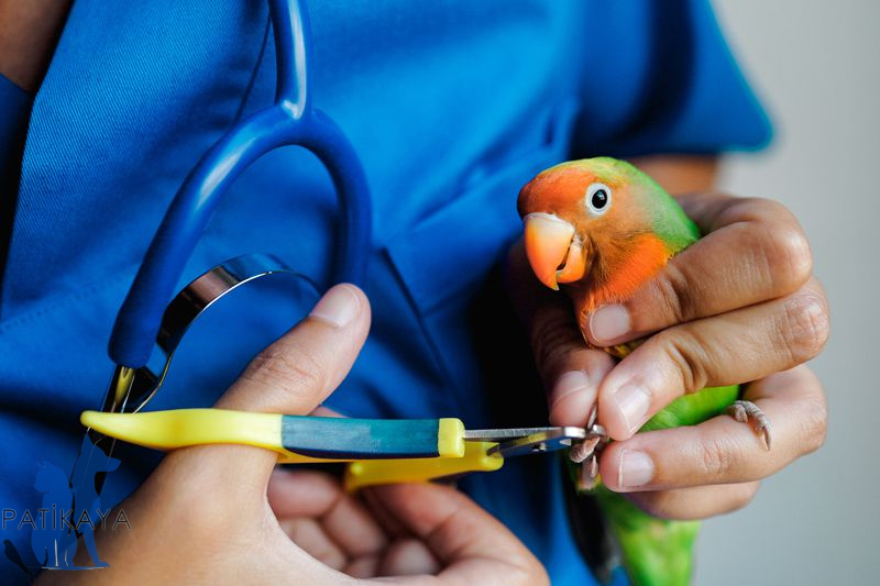 İstanbul'da Kuş Veterineri 1 İstanbul'da Kuş Veterineri