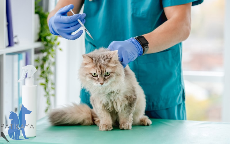 Kedi Aşı Takvimi 2 Kedi Aşı Takvimi 2025