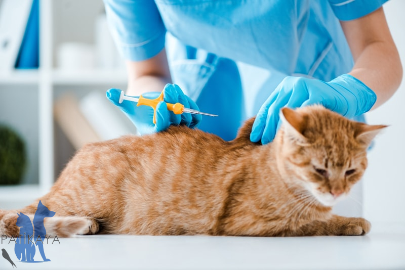 Kedi Aşı Takvimi 3 Kedi Aşı Takvimi