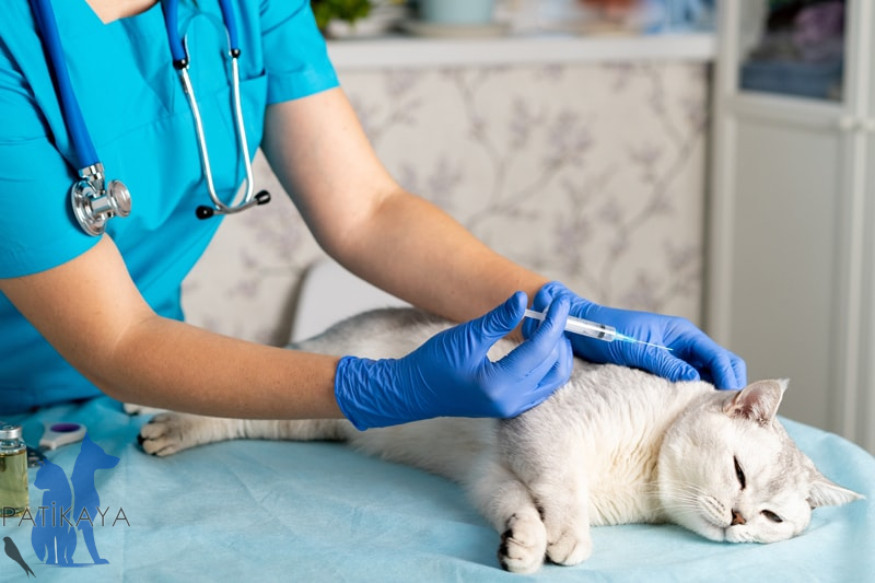 Kedi Aşı Takvimi 1 Kedi Aşı Takvimi 2025 Patikaya Veteriner