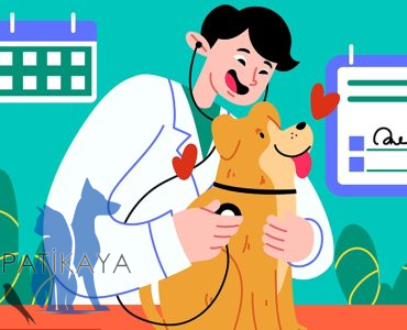 İstanbul’da 7/24 Açık Veteriner Kliniği – Acil Durumlarda Yanınızdayız!