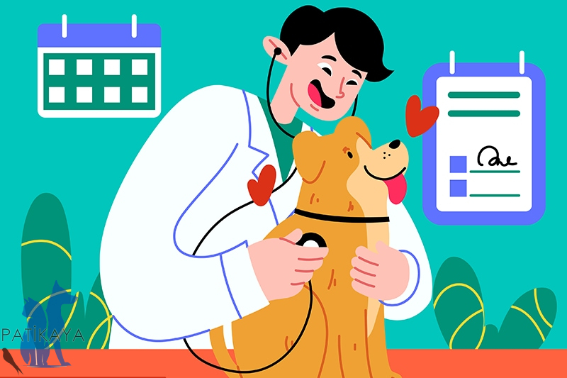 İstanbul’da 7/24 Açık Veteriner Kliniği – Acil Durumlarda Yanınızdayız!