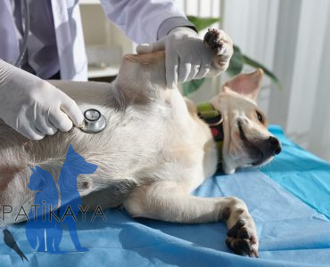 Başakşehir'de 7/24 Açık Veteriner | Patikaya Veteriner Kliniği 7/24 açık Başakşehir veteriner