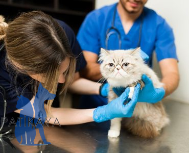 24 Saat Açık Veteriner Başakşehir | Patikaya Veteriner Kliniği