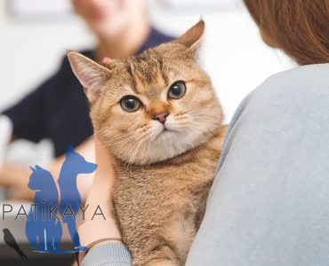 Kedi, Köpek ve Kuşlar İçin 7/24 Veteriner Hizmeti