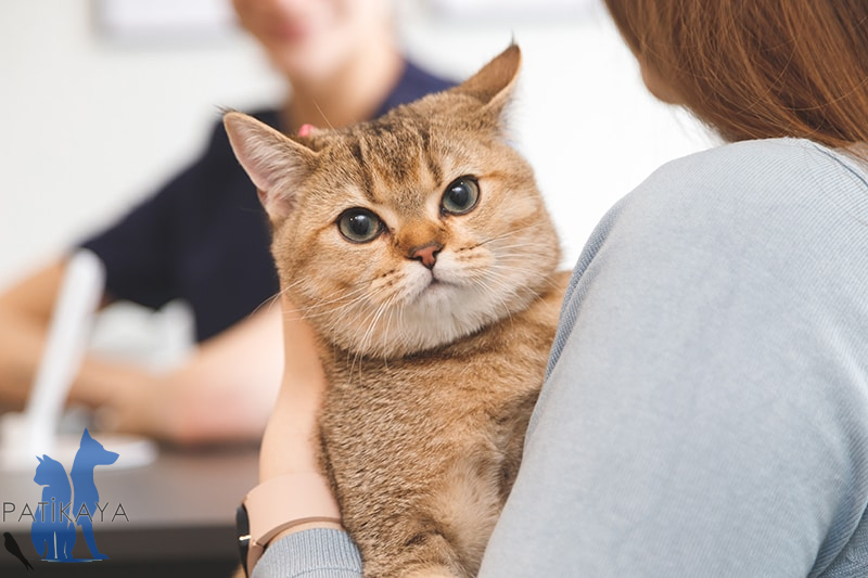 Kedi, Köpek ve Kuşlar İçin 7/24 Veteriner Hizmeti