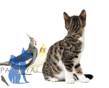 Minik Dostlarınızın Güvenilir Adresi Patikaya