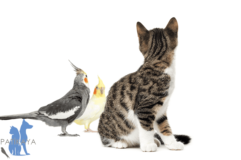 Minik Dostlarınızın Güvenilir Adresi Patikaya