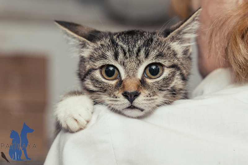 Kedilerde Kusma: Nedenleri, Belirtileri ve Etkili Tedavi Yöntemleri 1 Kedilerde kusma, bazen basit bir mide rahatsızlığı olabileceği gibi, bazen de altında yatan ciddi bir hastalığın ilk belirtisi olabilir.