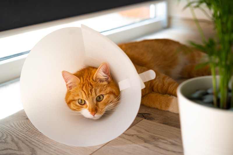 Patikaya Veteriner 2026 Kısırlaştırma Rehberi: Güvenli ve Modern Cerrahi