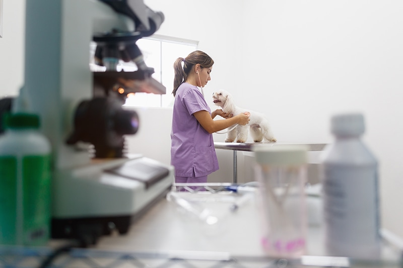 Başakşehir Acil Veteriner 7/24 Hizmet