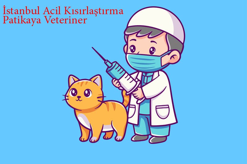 İstanbul Acil Kısırlaştırma