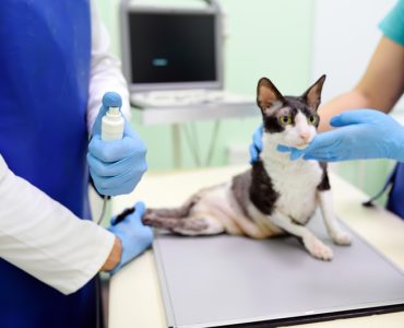 Gece Acil Veteriner: Patili Dostunuz İçin Zamanla Yarışta Patikaya Yanınızda!