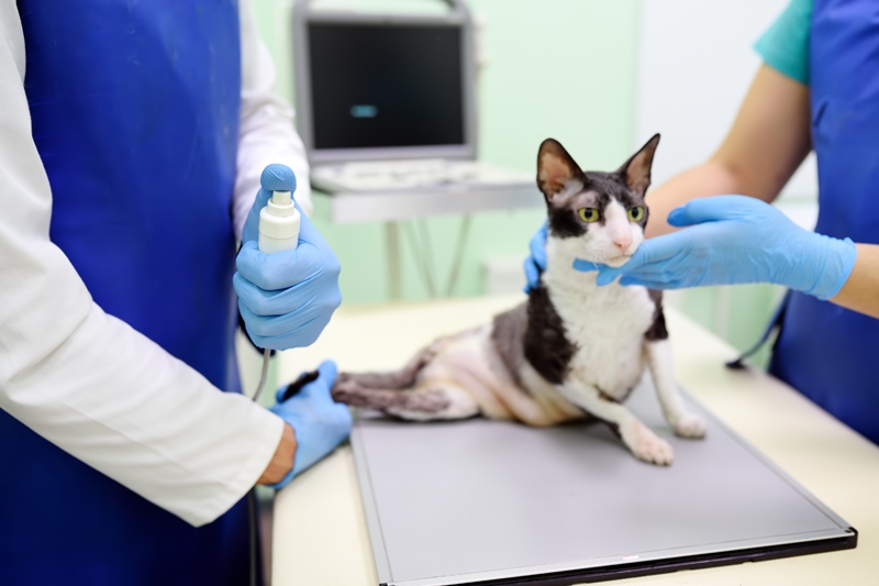 Gece Acil Veteriner: Patili Dostunuz İçin Zamanla Yarışta Patikaya Yanınızda!