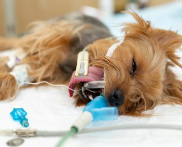 İstanbul’da Gece Veterineri Arayanlar İçin Güvenilir Acil Destek