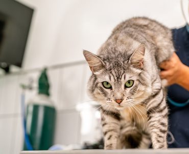 Kedim Kusuyor Ne Yapmalıyım? (7/24 Açık Patikaya Veteriner)