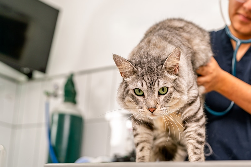 Kedim Kusuyor Ne Yapmalıyım? (7/24 Açık Patikaya Veteriner)