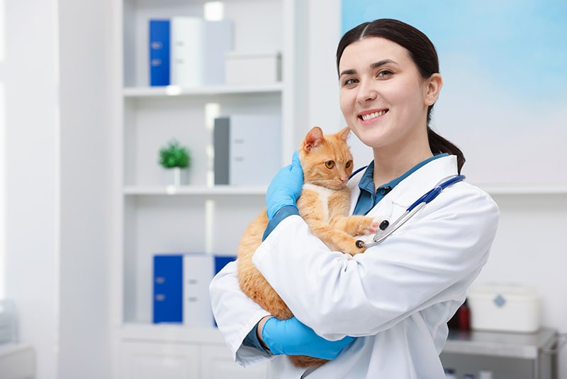 7/24 Acil Veteriner Hizmeti: İlkbaharda Kedi ve Köpeklerde En Sık Görülen Sorunlar 2 İlkbaharda Kedi ve Köpeklerde En Sık Görülen Sorunlar