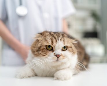 7/24 Acil Veteriner Hizmeti: İlkbaharda Kedi ve Köpeklerde En Sık Görülen Sorunlar