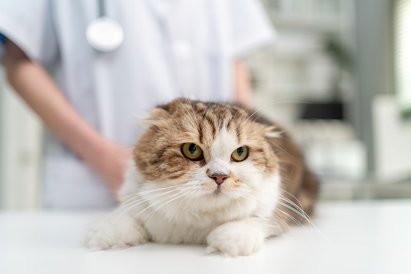 7/24 Acil Veteriner Hizmeti: İlkbaharda Kedi ve Köpeklerde En Sık Görülen Sorunlar 1 7/24 Acil Veteriner Hizmeti: İlkbaharda Kedi ve Köpeklerde En Sık Görülen Sorunlar