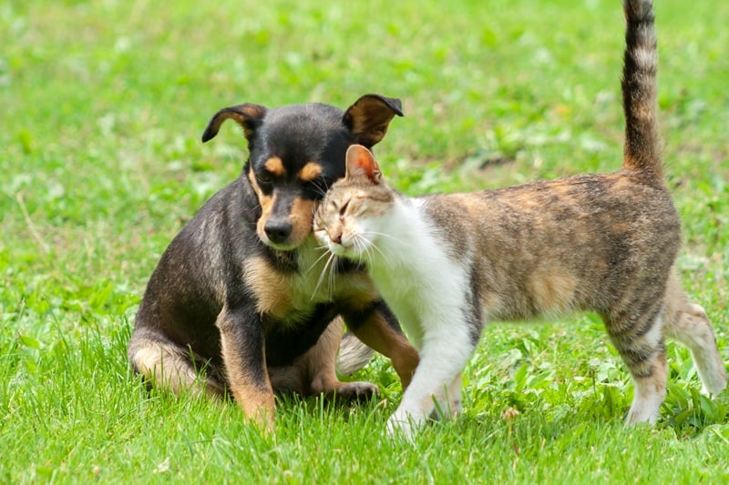 Yaz Aylarında Kedi ve Köpek Bakımı | En Çok Sorulan Sorular 2 Kedi ve Köpek Sahiplerinin En Çok Merak Ettiği Sorular ve Cevapları
