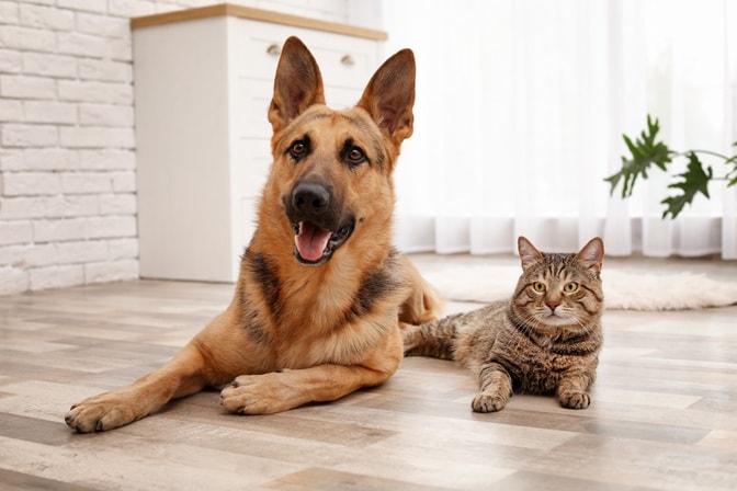 Yaz Aylarında Kedi ve Köpek Bakımı | En Çok Sorulan Sorular 3 Yazın Köpekler Hangi Saatlerde Gezdirilmeli?