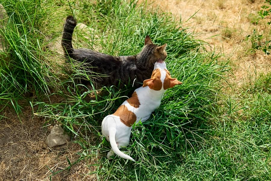 Yaz Aylarında Kedi ve Köpek Bakımı | En Çok Sorulan Sorular 4 Yazın Kediler Neden Daha Az Yemek Yer?