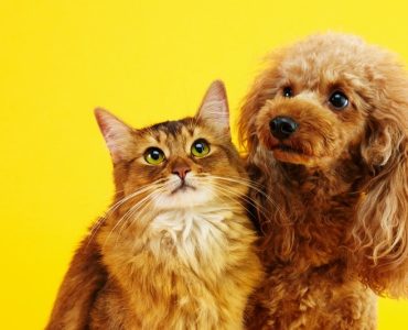 Yaz Aylarında Kedi ve Köpek Bakımı | En Çok Sorulan Sorular