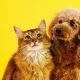 Yaz Aylarında Kedi ve Köpek Bakımı | En Çok Sorulan Sorular