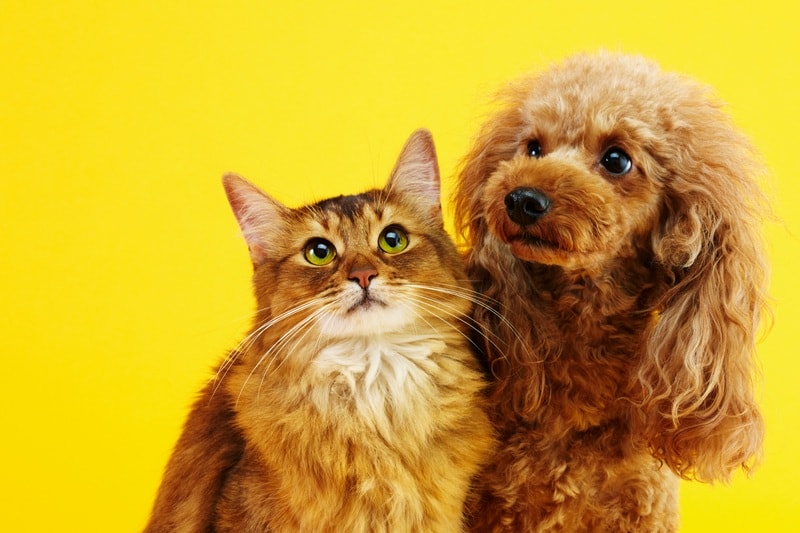 Yaz Aylarında Kedi ve Köpek Bakımı | En Çok Sorulan Sorular 1 Yaz Aylarında Kedi ve Köpek Bakımı | En Çok Sorulan Sorular
