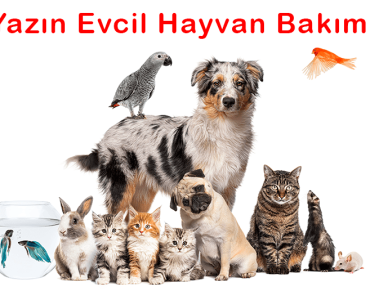 Yazın Evcil Hayvan Bakımı: Patikaya Veteriner ile Sağlıklı ve Güvenli Bir Yaz